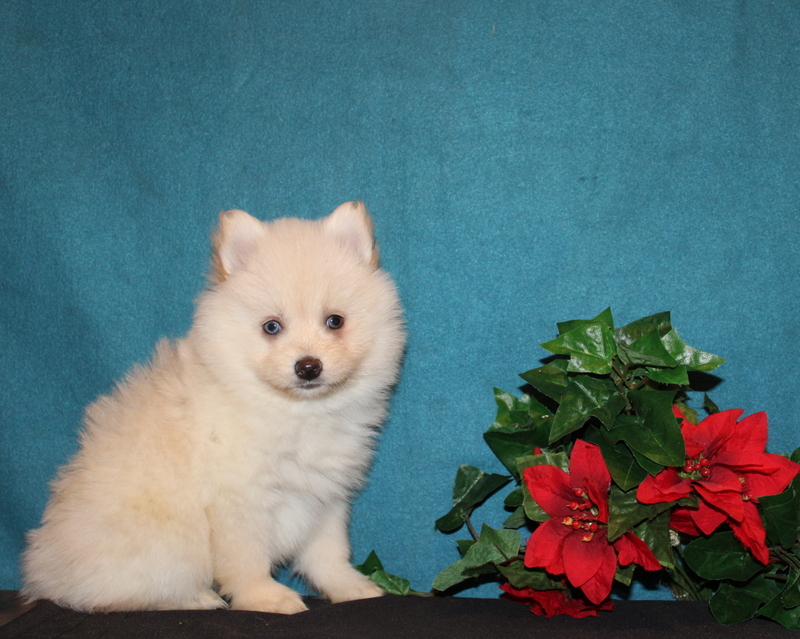 puppy, for, sale, Mini Goldendoodle F2B, Matthew B. Stoltzfus, dog, breeder, Gap, PA, dog-breeder, puppy-for-sale, forsale, nearby, find, puppyfind, locator, puppylocator, aca